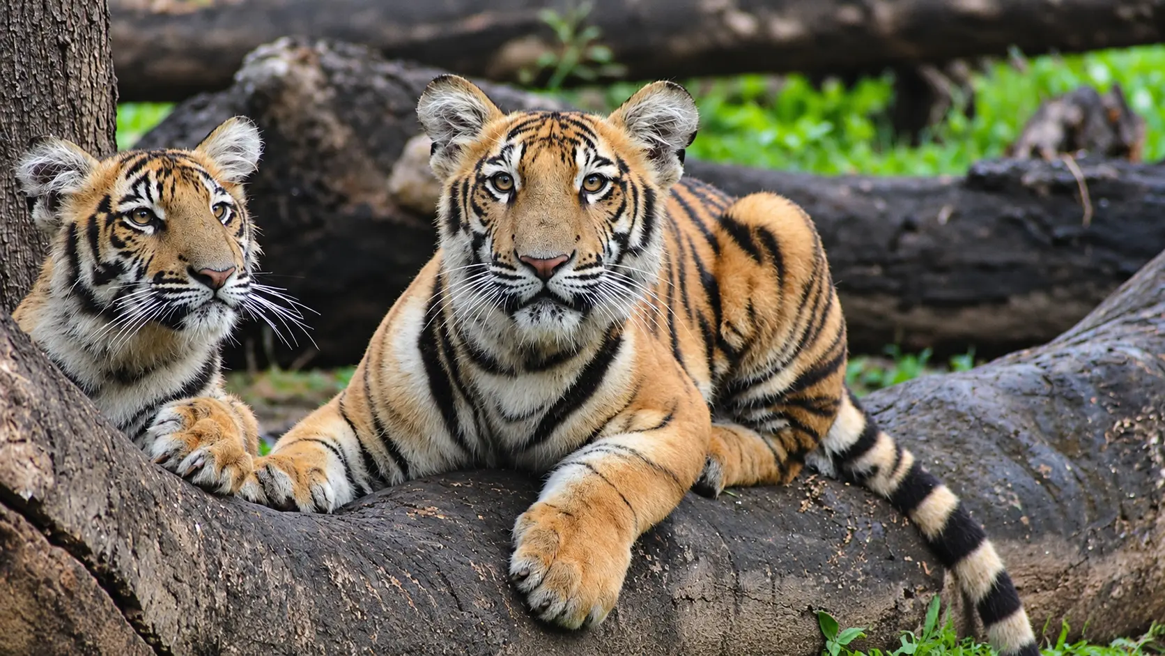 Mysuru Zoo