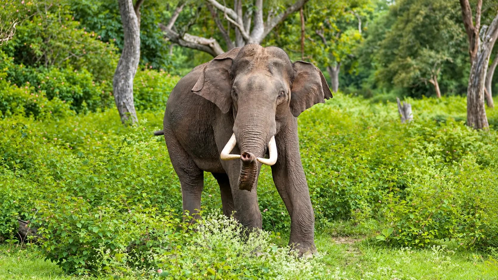 Bandipur Kabini